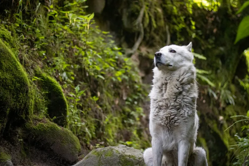 Bet Against the Crowd: When Playing the Lone Wolf Actually Pays